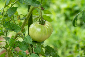 菜園の青いトマト