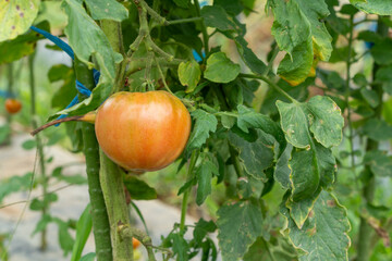 菜園の赤いトマト