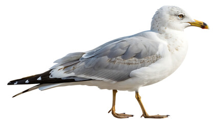 Seagull isolated on white background PNG. AI GENERATED.