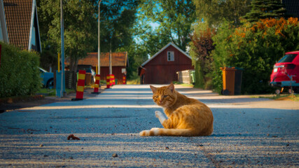 orange cat resting on a street