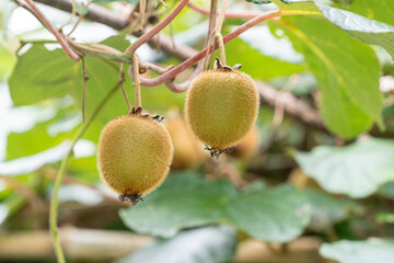 木に実るキウイフルーツ