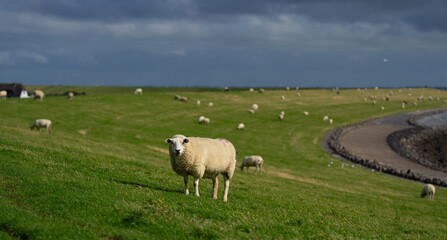 Obraz premium Sheep on a farm. Sheep in a meadow on green grass on a sunny day. A white sheep walks up a hill. Sheep pasture in the countryside. Sheeps eating grass in a green field.