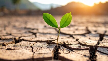 Resilience: A Tiny Sprout in a Dried-Up Land