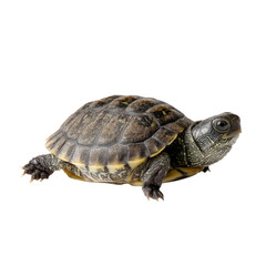 Fototapeta premium Turtle Crawling on a Smooth Surface, Close-Up of Shell Patterns and Texture in Natural Lighting