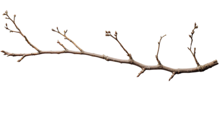 long thin dead branch with multiple offshoots and branches on white background