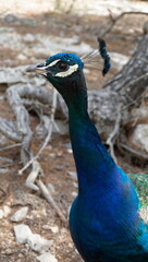 Obraz premium portrait of a peacock