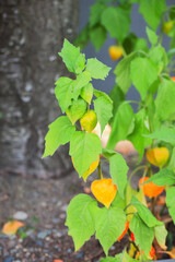the bladder cherry, Chinese lantern, Japanese-lantern, strawberry groundcherry, winter cherry, alchechengi berry, or Klabuster cherry, (Alkekengi officinarum)