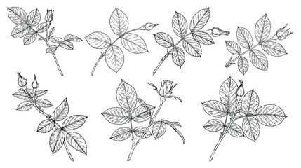 Set of Rose ornament vector by hand drawing.Beautiful flower on transparent background.rose branch vector art highly detailed in line art style.Flower tattoo for paint or pattern