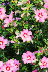 Syrian ketmia, shrub althea, althea, Korean Hibiscus, or rose mallow (Hibiscus syriacus)
