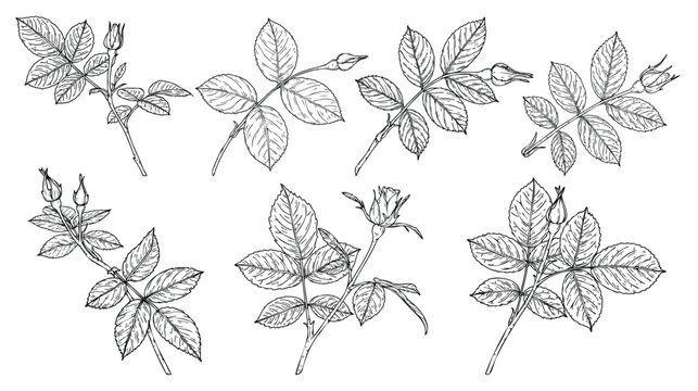 Set of Rose ornament vector by hand drawing.Beautiful flower on transparent background.rose branch vector art highly detailed in line art style.Flower tattoo for paint or pattern