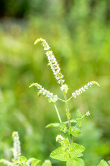 マルバハッカの花