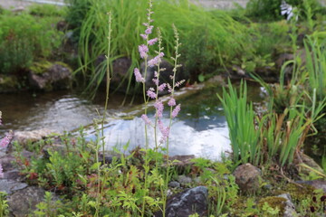 白馬,小遠見山の風景、ゴンドラ乗り場に咲く花。チダケサシ。