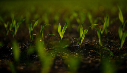 Corn sprouting in soil. Young plants in field. Farming corn in spring. Fresh corn on farmland. Agriculture in open field. Cultivated soil. Corn growing in meadow.