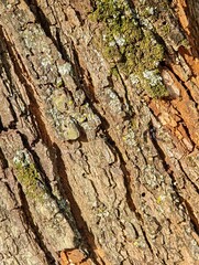 Tree Bark Texture