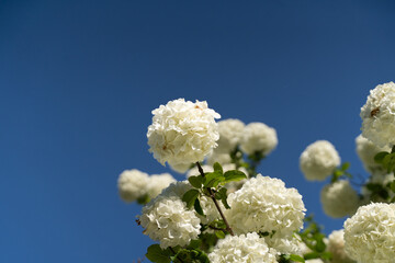 White Blossoms Under Blue Sky③