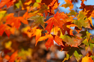 Autumn fall background. Maple leaves in autumn. Autumnal landscape. Leaf fall. Natural beauty of fall. Falling leaves. Fallen maple leaves autumn wallpaper. Autumn leaves. Fall foliage.