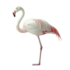 Fototapeta premium Graceful flamingo mid-stride walking 