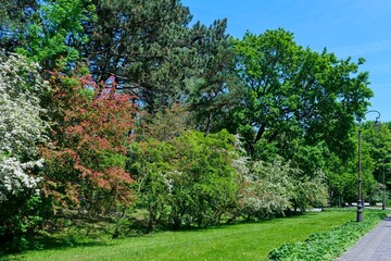 Beautiful park landscape with blooming trees, green grass, and clear blue sky on a sunny spring day. Peaceful urban park scenery with walking path and street lamps.