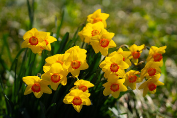 Obraz premium Narcissus flower in spring. Spring narcissus blossoms. Narcissus flowers in a garden. Close-up of a blooming narcissus. Blossoms spring background. Yellow nature background.