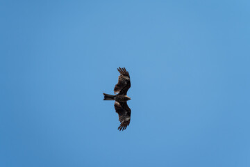 大空を舞うトンビ