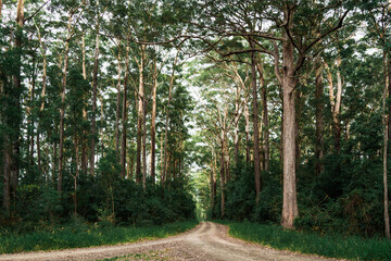 A natural scene unfolds within a dense forest, with a dirt road leading into the heart of the woods.