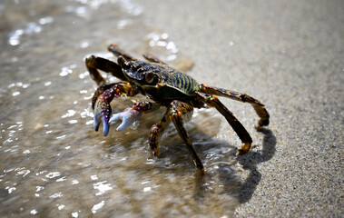 The beach near Hoi An in Vietnam were full of interesting crab - the creatures allowed us to get very close and take photos