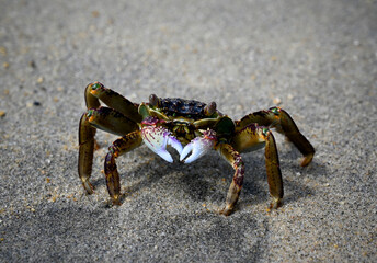 Another closeup of a crab in a fighting pose at the beach near Hoi An in Vietnam were full of interesting crab - the creatures allowed us to get very close and take photos