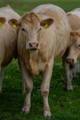 Cow in fields. Cattle ranch. Sunny meadow with grazing cow. Herd of cows on a grassy meadow. Cattle in nature. Pastures with cow. Rural livestock. Grazing cow.