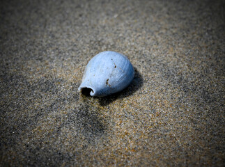 A closeup of a blue seashell washed out on a beach in Hoi An, Vietnam - Southeast Asia