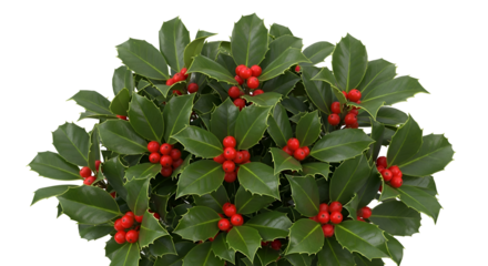 Holly Bush with Red Berries: A Festive, Transparent Background Image Ideal for Holiday Designs.