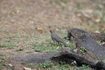 Tickell's thrush (Turdus unicolor) is a passerine bird in the thrush family Turdidae. It is common in open forest in the Himalayas.