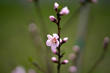 Peach blossom in spring. Peach blossoms on a branch. Apricot tree in bloom. Orchard Peach in spring. Pink petals on a flower. Floral background with blossoms. Peach orchard blossoms closeup.