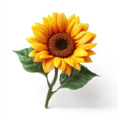 Fototapeta premium Vibrant yellow sunflower with dark brown center, two leaves, and stem on white background