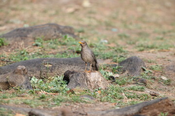 Tickell's thrush (Turdus unicolor) is a passerine bird in the thrush family Turdidae. It is common in open forest in the Himalayas.