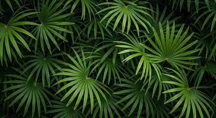 A dense arrangement of saw palmetto leaves creating a lush green tropical background texture image