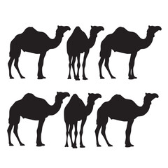 Silhouette of Camels Walking Together in the Desert Landscape Animals Wildlife Travel Adventure Concept for Travel Agency Promotion and Safari Tours