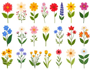 Colorful Wildflowers with Floral Collection.