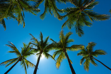 Palm background. Summer paradise concept. Green jungle. Tropical background. Exotic summer vibes. Palm wallpaper. Palm leaves in sunlight. Tropical design pattern. Hawaii summer. Tropical design.