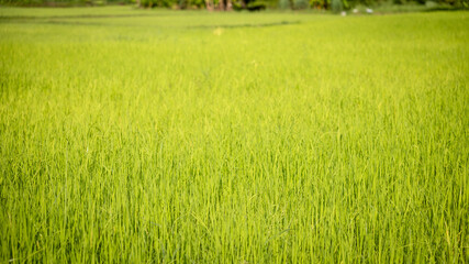 Vibrant green rice field in sunny rural landscape