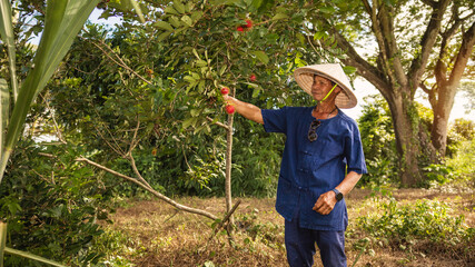 Man harvests rambutan fruit in lush garden