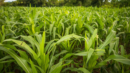 Cornfield thriving under bright sunlight in summer