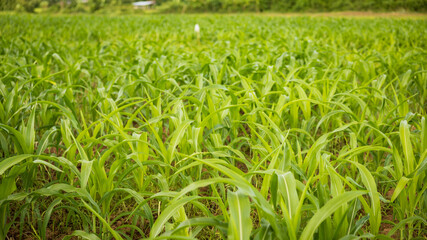 Lush green cornfield cultivated in summer season