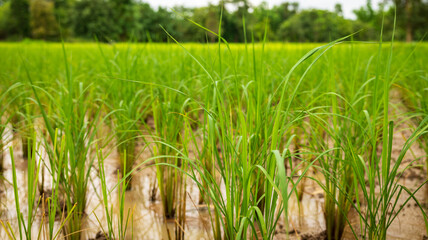 Fototapeta premium Lush green rice plants grow in a fertile field