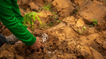 Daytime tree planting in dry soil