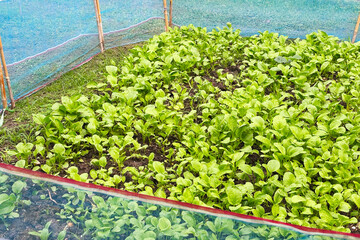 A small plot of young Chinese kale grown in the garden. The organic vegetable plot is surrounded by netting under the sunlight.