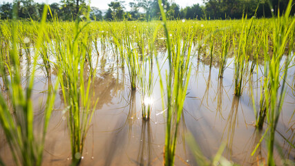 Bright rice field in morning sun