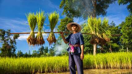Farmer carrying harvested rice in a lush field