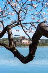 Overlooking the Tower of Buddhist Incense in Summer Palace, Beijing, China over Peach Tree Flower by Kunming Lake