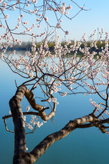 Peach Blossom by Kunming Lake in Summer Palace