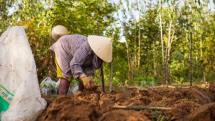 Farmers cultivating crops in a verdant field
